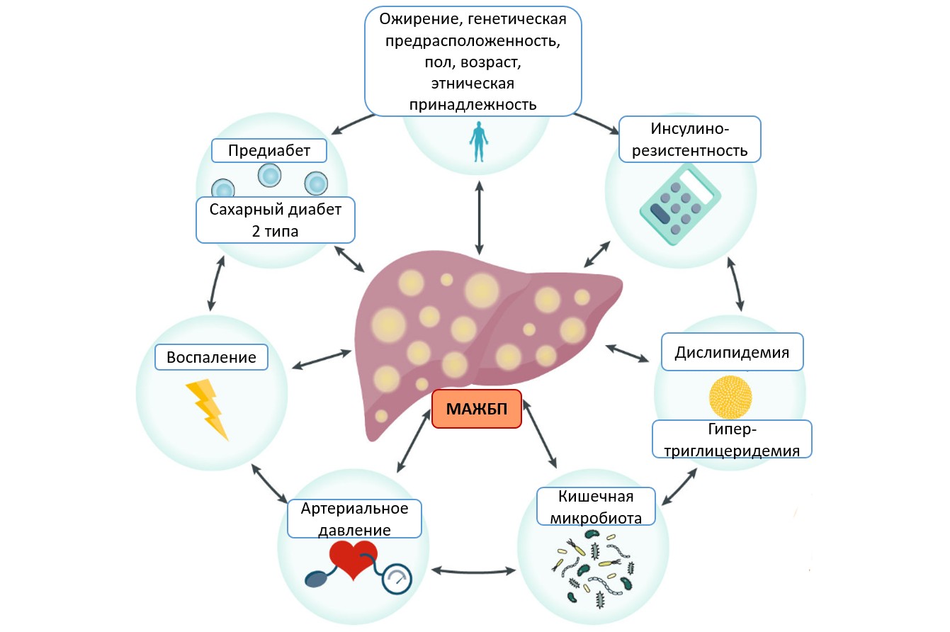 Метаболически ассоциированная жировая болезнь печени. Метаболические болезни печени. Клиническая картина неалкогольная жировая болезнь печени. Патогенез НАЖБП.